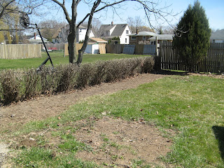 Neat and tidy border hedge