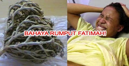 Bahaya Rumput Fatimah Labisa Pumila (True Story)