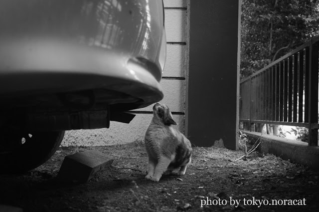 野良猫の写真