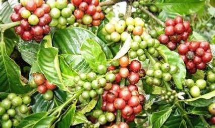 Budidaya Kopi Robusta
