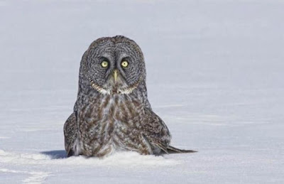 Funny pic of owl