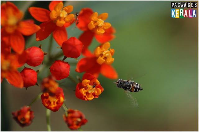 Kerala