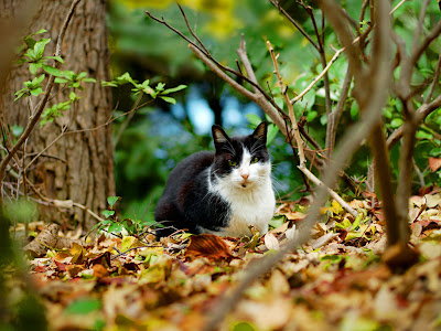 wallpaper cute cat. Black and white cats wallpaper