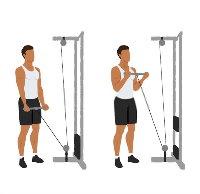 Man doing Straight bar low pulley cable curl. Flat vector illustration isolated on different layers. Workout character