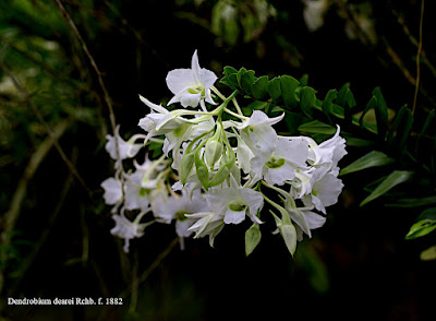 Dendrobium dearei care and culture