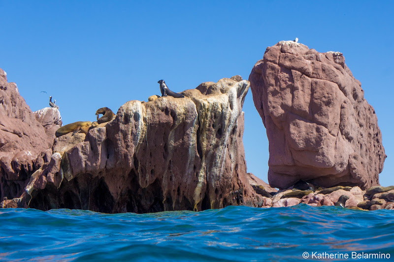 Sea LIons on the Rocks Things to Do in La Paz Mexico