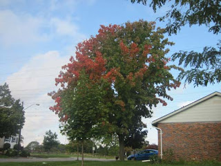 Small bursts of Fall.