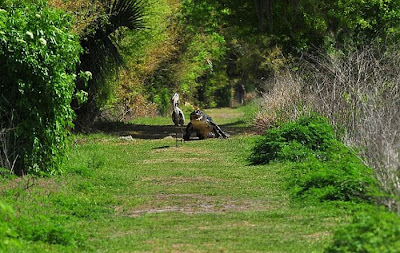 Heron Steals Baby Alligator Seen On www.coolpicturegallery.us