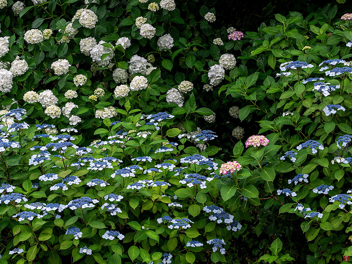 From The Garden Of Zen Ajisai Japanese Hydrangea Flowers Chojyu Ji