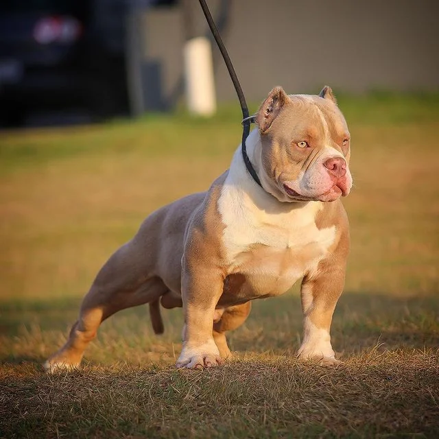 American Bully Pitbull