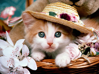 Cat with Hat HD Wallpaper