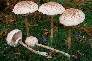 Parasol - Macrolepiota procera