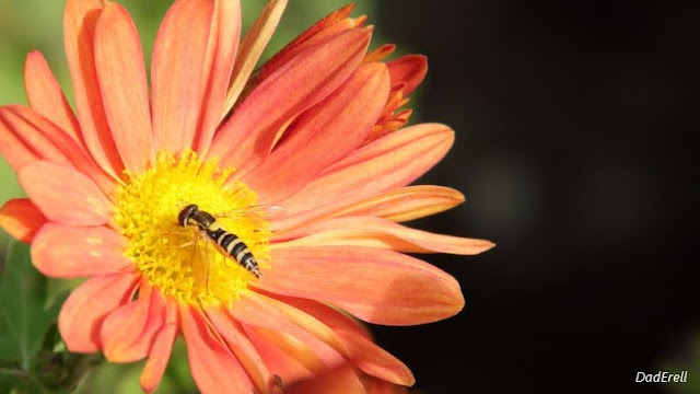 Un syrphe sur une fleur de chrysanthème