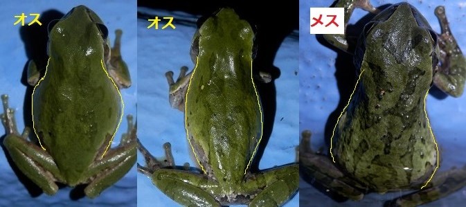 アマガエルのお話 オスはメスが分るの