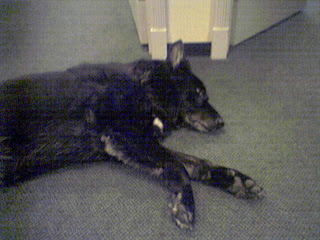 Ivor lying down on his side, resting up for a long night of flying around