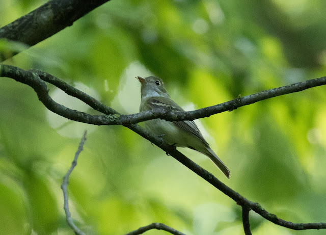 Acadian Flycatcher - Nan Weston Preserve, Michigan, USA