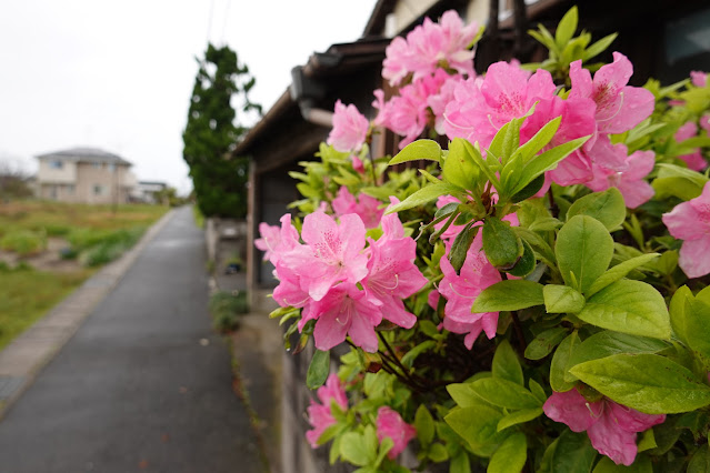 鳥取県境港市小篠津町 シャクナゲ （石楠花）