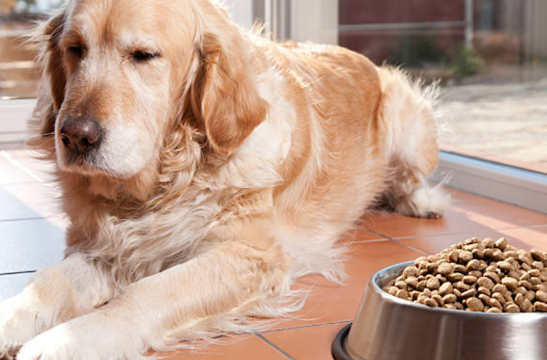 How to Help Your Dog Lose Weight