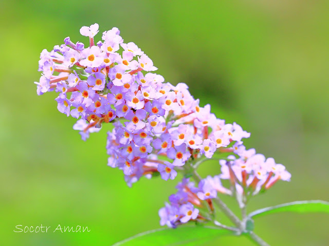 Buddleja davidii