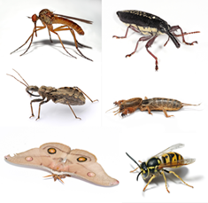 Clockwise from top left: dancefly (Empis livida), long-nosed weevil (Rhinotia hemistictus), mole cricket (Gryllotalpa brachyptera), German wasp (Vespula germanica), emperor gum moth (Opodiphthera eucalypti), assassin bug (Harpactorinae)