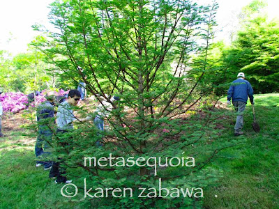 Dawn redwood metasequoia greening up in late Spring, BRG east garden, Port Credit, Ontario.