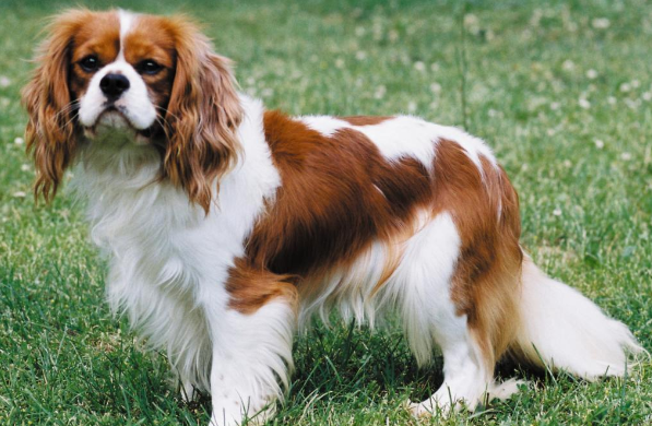 Cavalier King Charles Spaniel