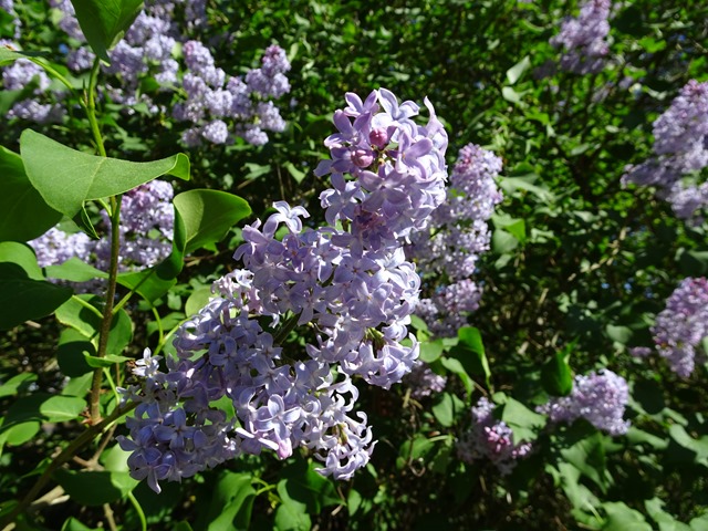 DSC00097