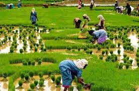 farmer pension,pension kerala,old age pension scheme in kerala