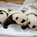 Miracle' panda triplets open his or her eyes within Far east zoo