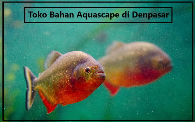 Toko Bahan Aquascape