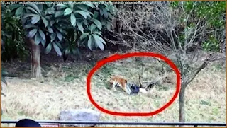 Gambar seekor harimau belang menyerang penceroboh zoo yang terjatuh ke dalam sarangnya di Youngbor Zoo di Ningbo di China