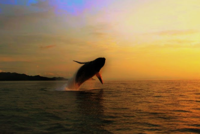 morning catamaran tour