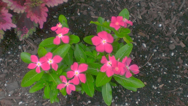 pretty pink flowers