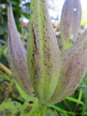 Purple Milkweed, Asclepias purpurascens