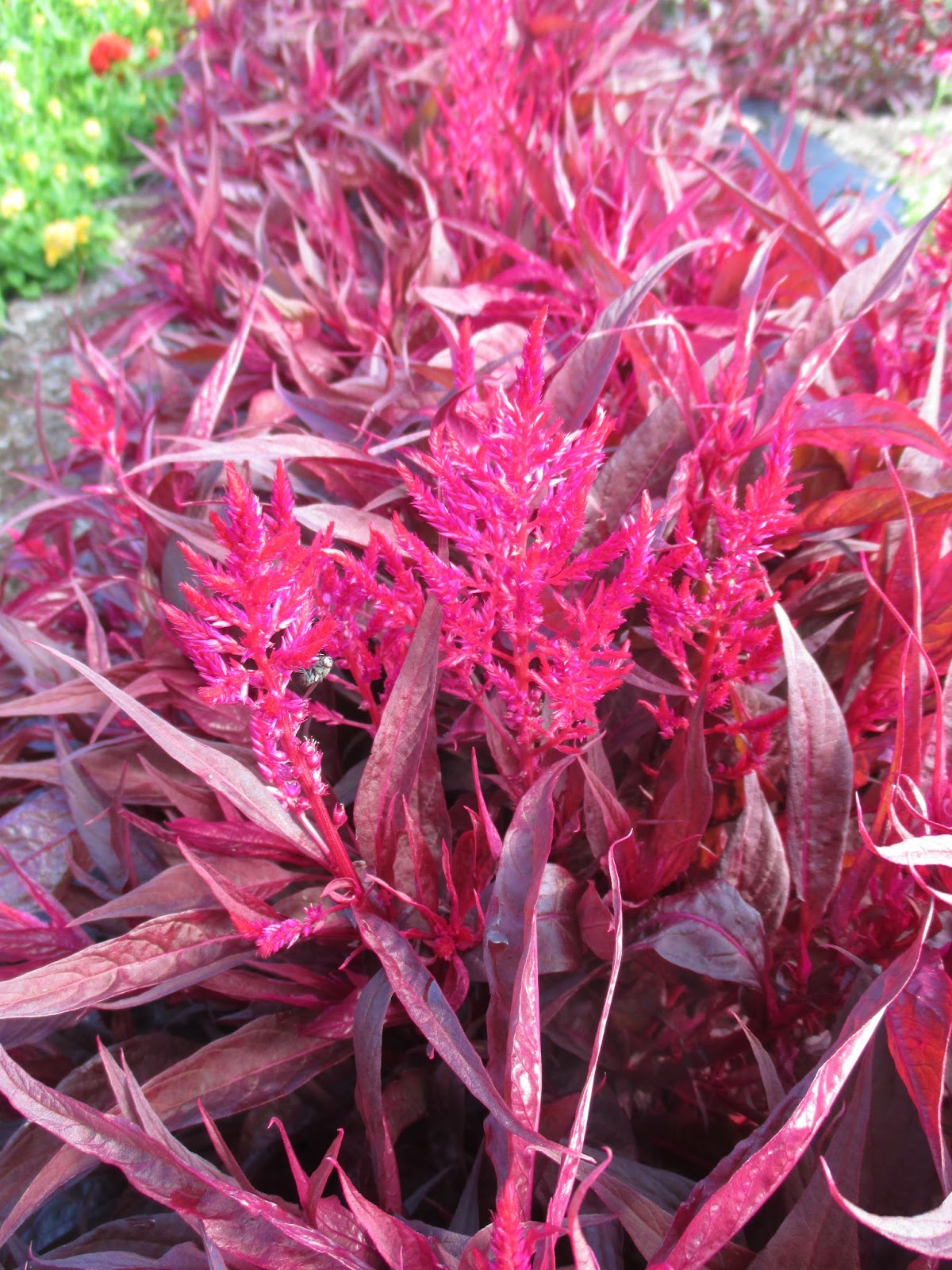 Dragon S Breath Celosia Rotary Botanical Gardens