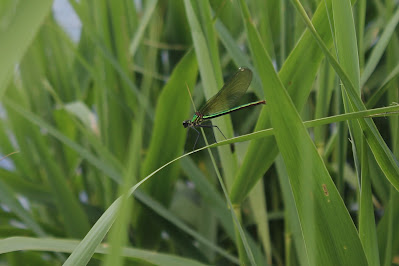 Weidebeekjuffer - Beekpronkje - Calopteryx splendens
