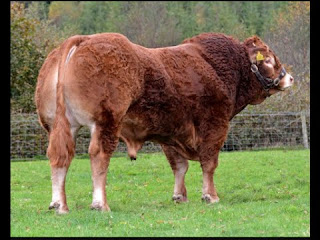 Limousin Cattle Pros and Cons, Facts, Price