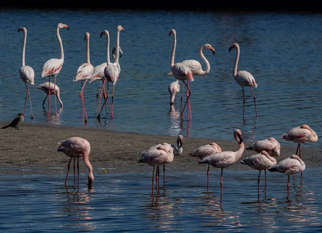 Lessor / Greater flamingos feeding in the Diep River, Woodbridge Island