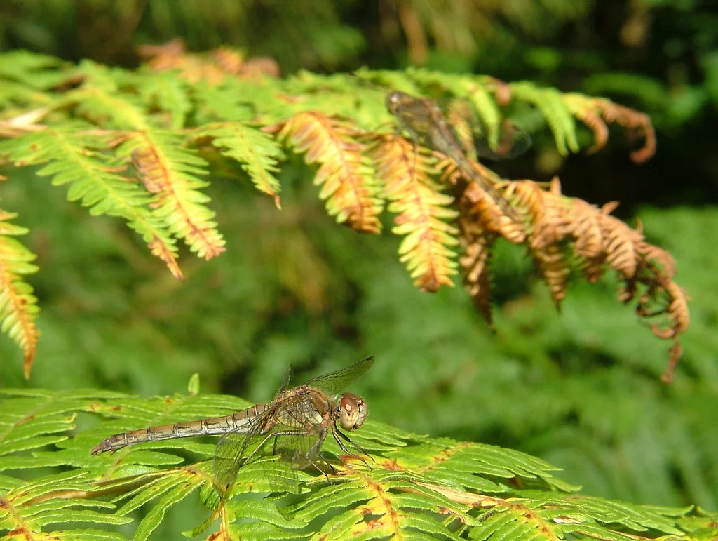 A scenic wetland landscape featuring cinnamon ferns, a haven for dragonflies seeking refuge