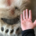 Πόσο μεγάλη είναι πραγματικά η πολική αρκούδα; 