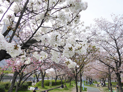 桜之宮公園の桜並木