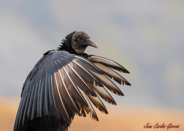 Avistaje de aves en Argentina, Salta. Birdwatching y fotografía de Juan Carlos Gorrini.