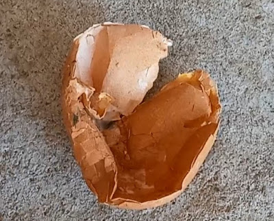 Uovo schiacciato ritrovato vuoto per terra
