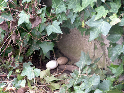 Two duck eggs in a secret nest surrounded by ivy