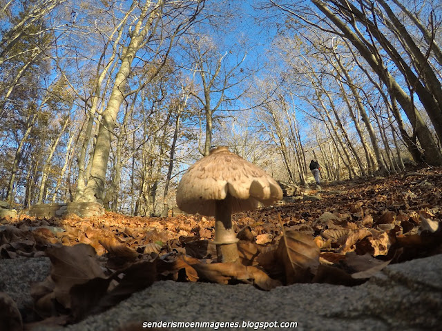 Turó i empedrat de Morou (Montseny)