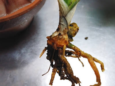 万年青 植え替え 252367