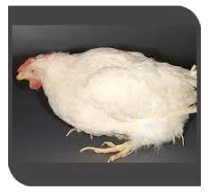 দেশি মুরগির ঝিমানো রোগের প্রাকৃতিক চিকিৎসা