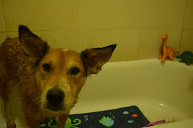 dog getting spa mud treatment