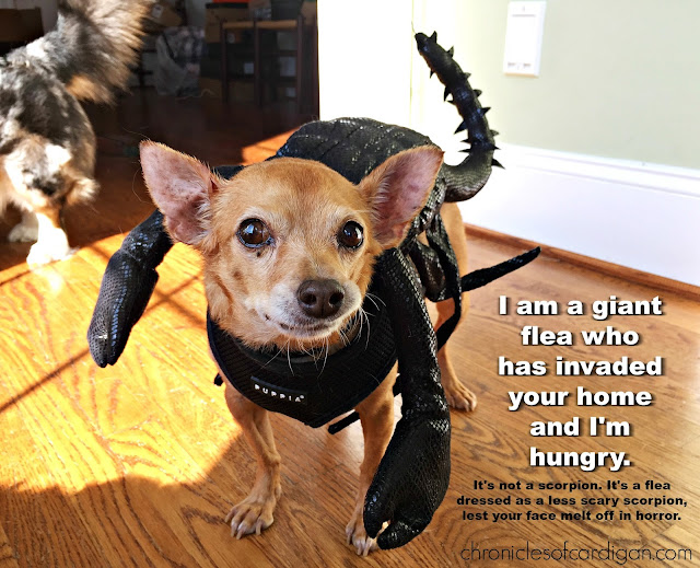 chihuahua dressed ike a black insect with caption that she is a flea