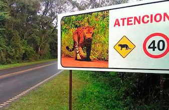 Ambientalistas piden señalización para evitar atropellar jaguares en carretera